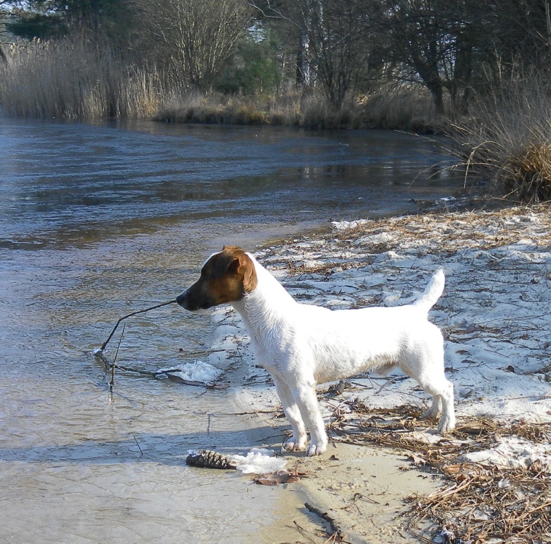 Forrest de la Haute Chaumiane