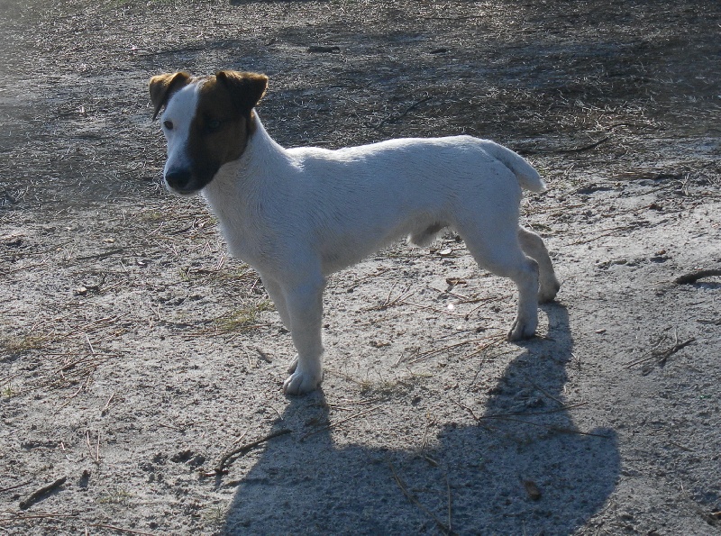 Forrest de la Haute Chaumiane