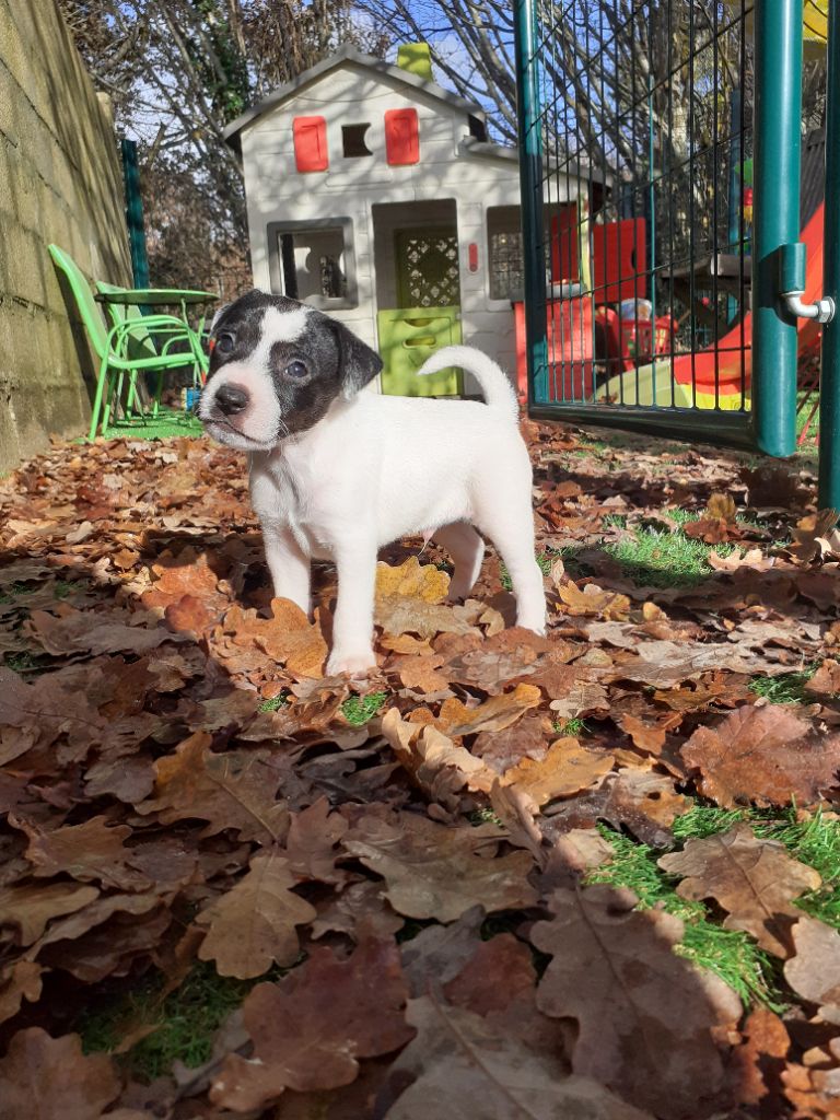 Du Barbot Bonheur - Parson Russell Terrier - Portée née le 06/11/2020