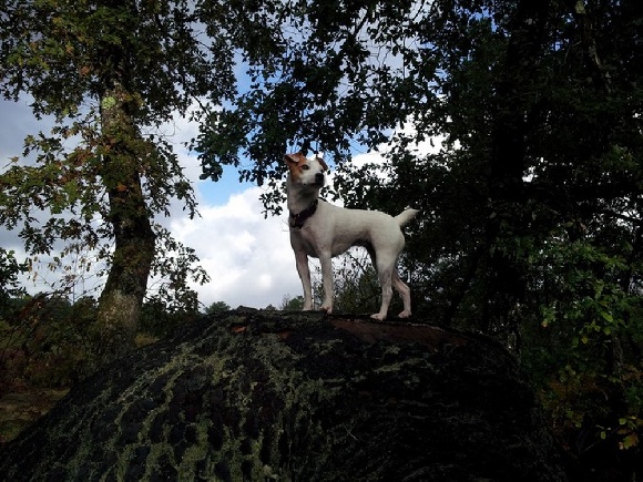 Parson Ter Accueil - Elevage Du Barbot Bonheur - eleveur de chiens Parson Russell ...